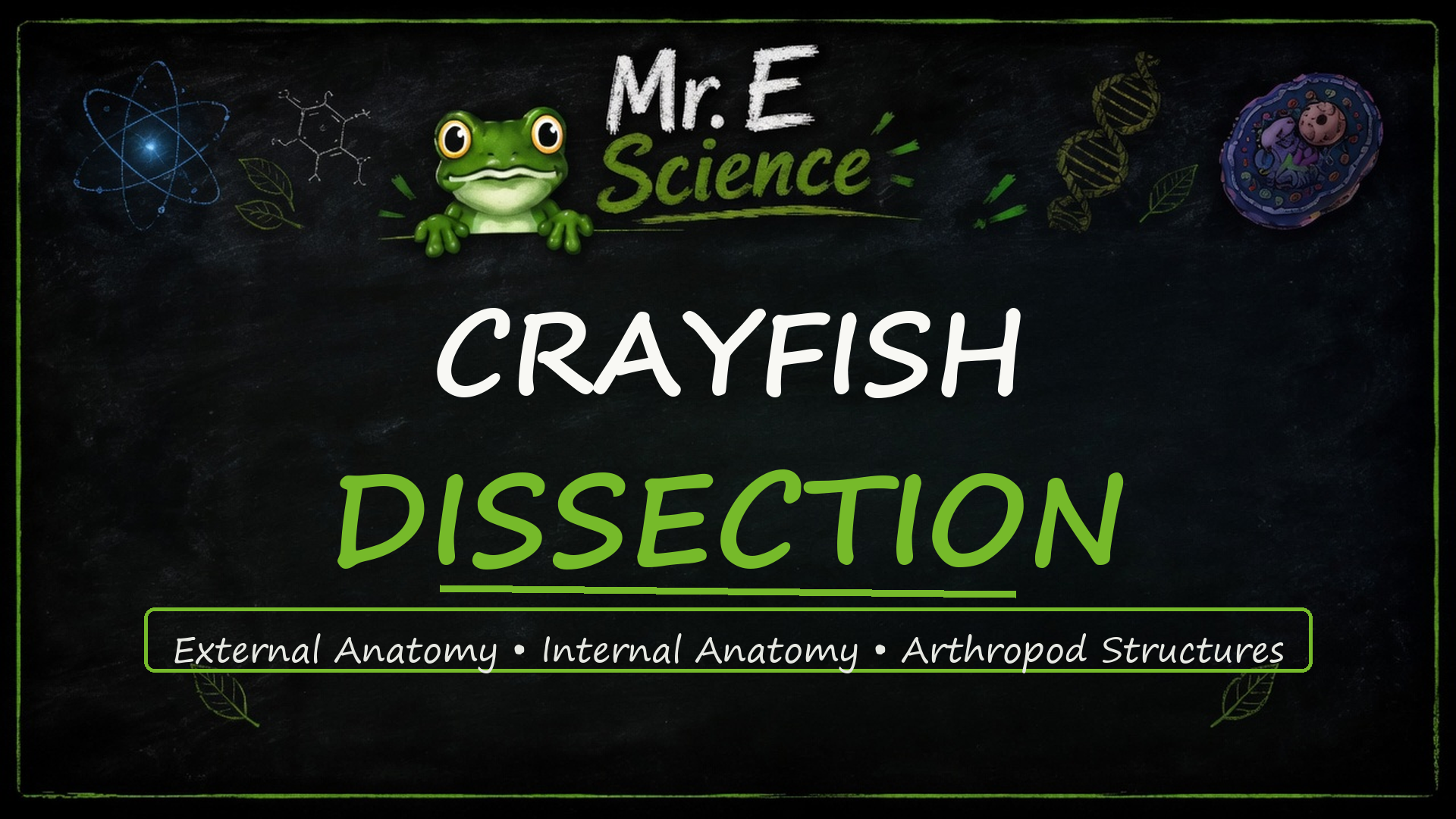 Crayfish Dissection